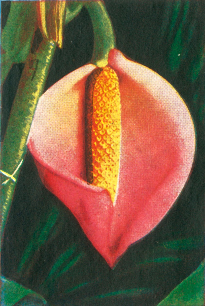 Philodendron, 1928. alkotó: Unbekannt