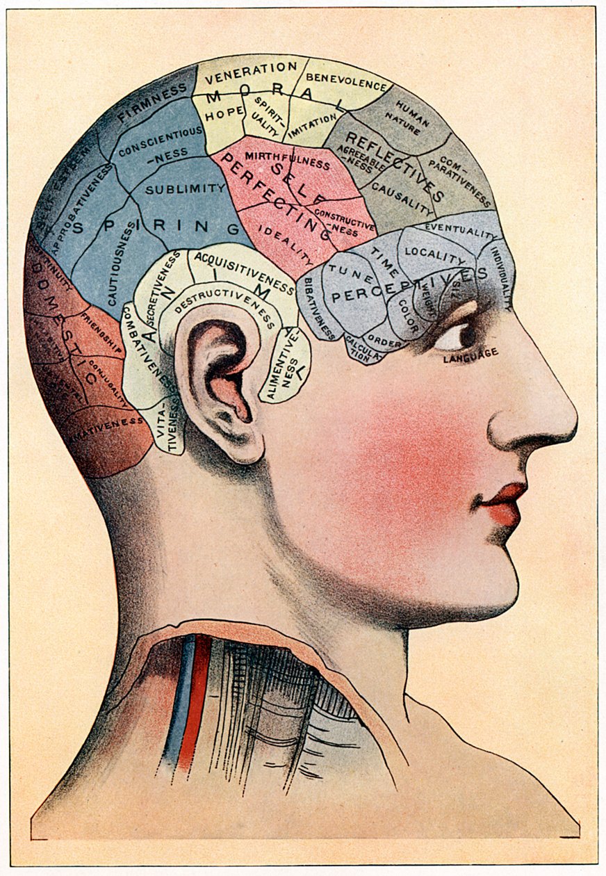 Frenológiai diagram, amely az agy feltételezett tevékenységi területeit mutatja, c1920 alkotó: Unbekannt