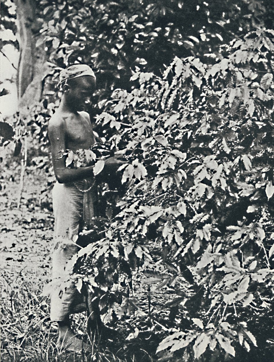 Kávé szedése, 1916 alkotó: Unbekannt