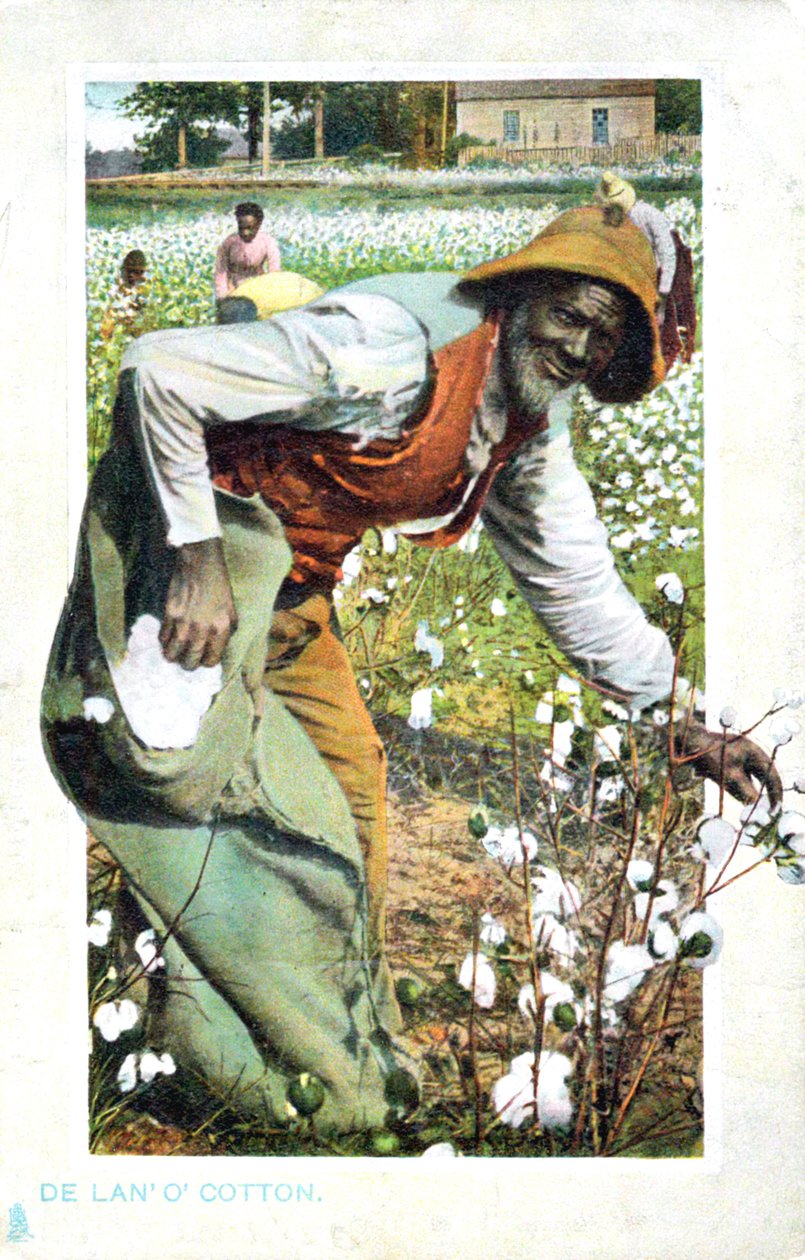 Gyapotszedés, USA, képeslap, c1900 alkotó: Unbekannt