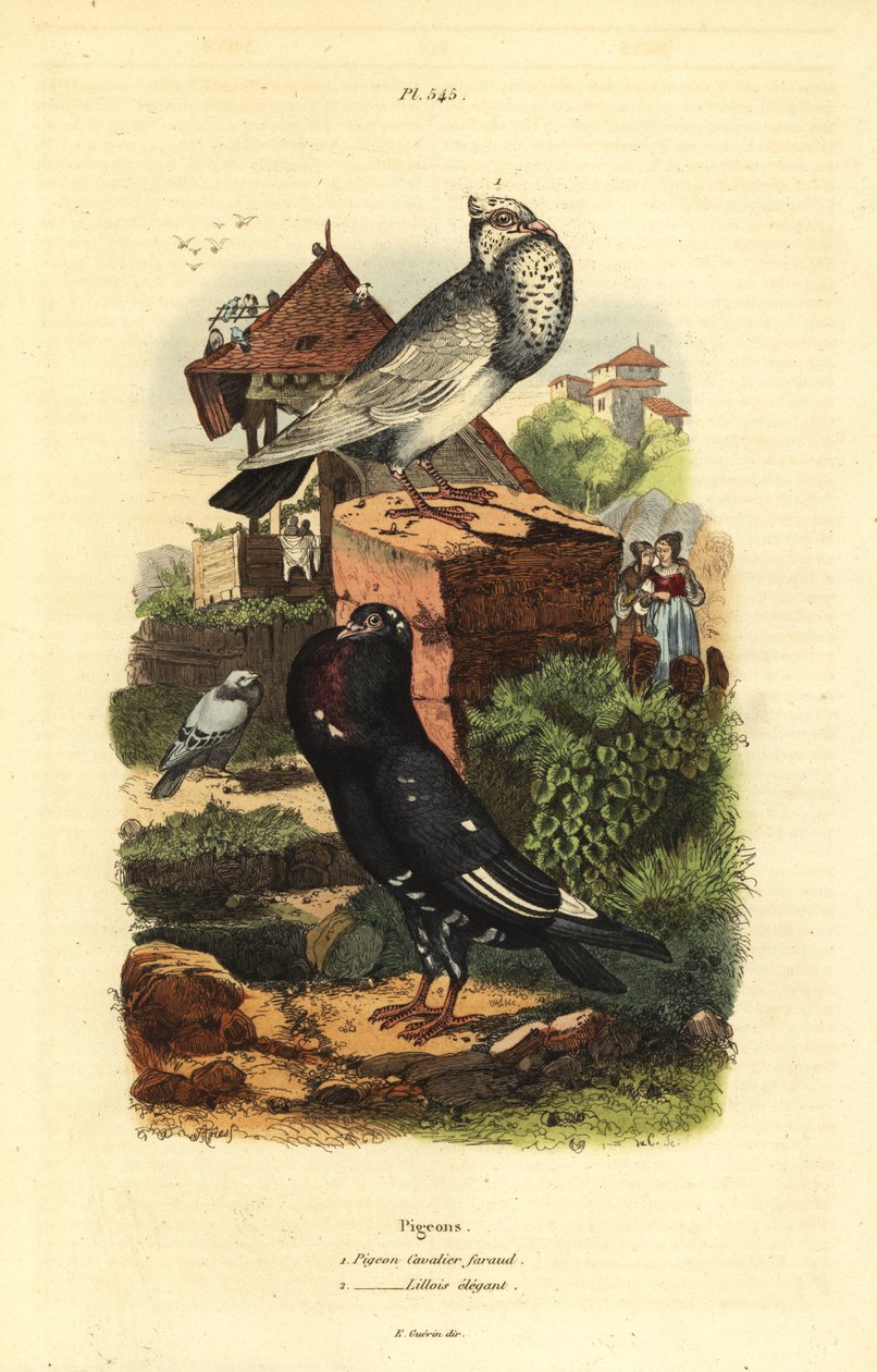 Pigeon Columba livia fajták: galamb cavalier faraud, galamb lillois elegáns alkotó: Unbekannt