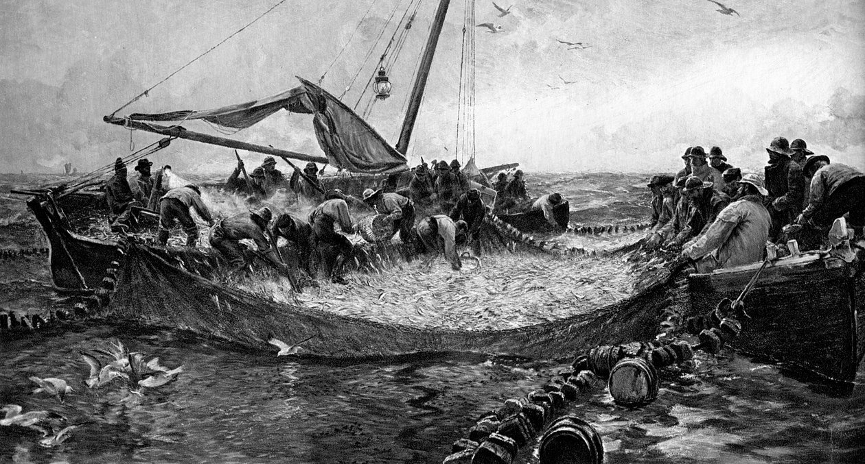 Pilchards, 1900 alkotó: Unbekannt