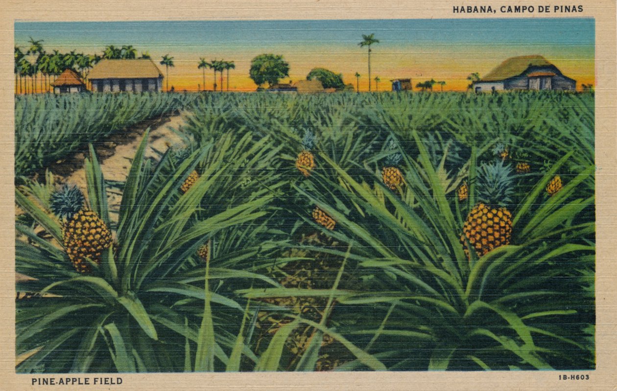 Fenyő-alma mező - Havanna, Campo De Pinas, 1910 alkotó: Unbekannt