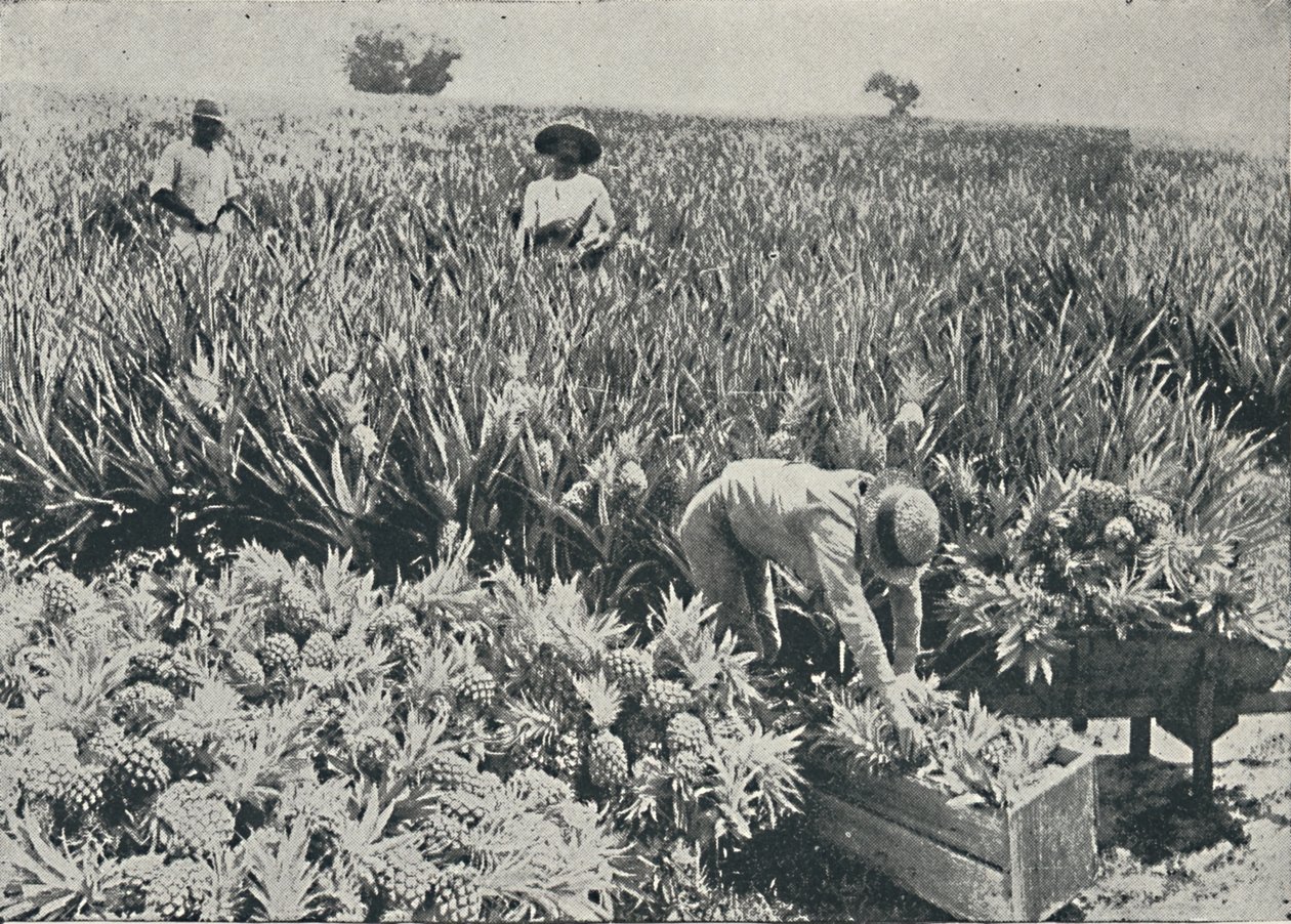 Fenyő-alma ültetvény, 1916 alkotó: Unbekannt