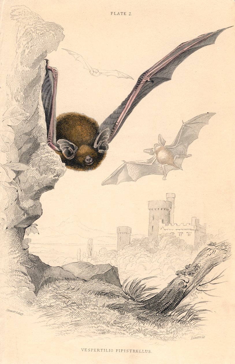 Pipistrelle denevér Pipistrellus pipistrellus, 1828 alkotó: Unbekannt