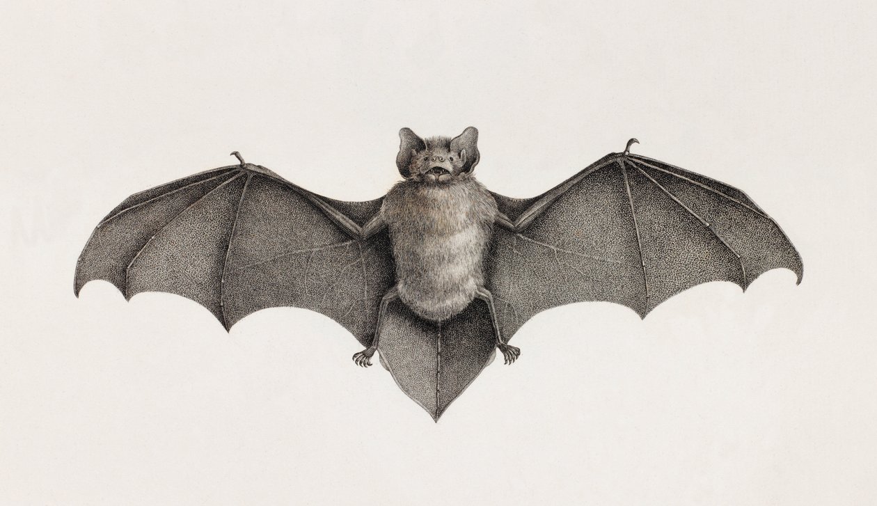 Pipistrelle denevér, denevérek Egyiptomban alkotó: Unbekannt