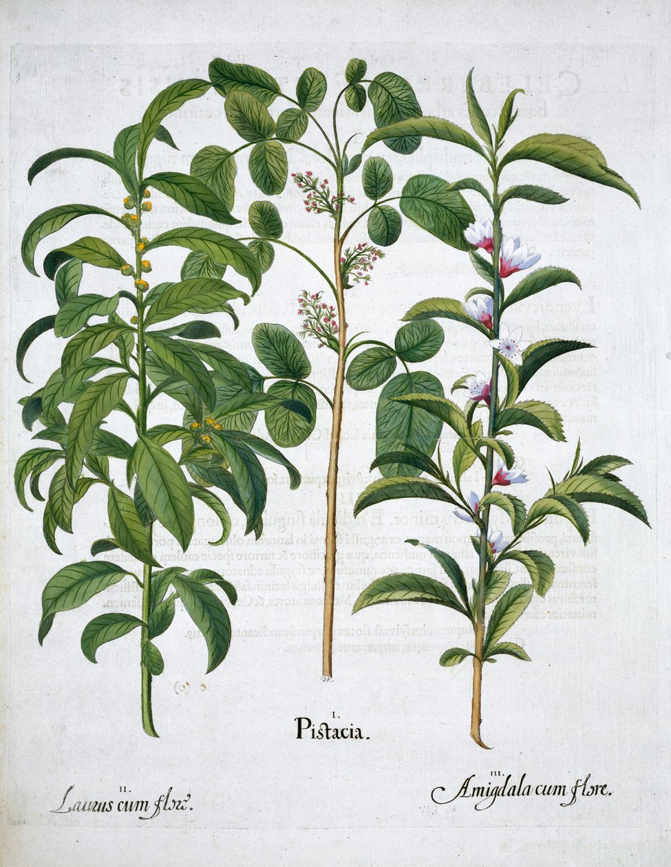 Pisztácia dió, babérfa Laurus Nobilis és mandula, 1613 alkotó: Unbekannt