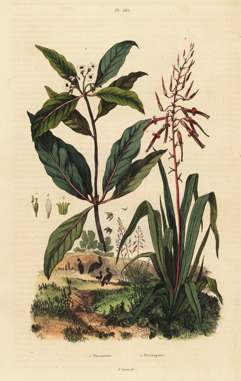Pitcairnia bifrons 1 és viktoriánus bukszus, Pittosporum undulatum 2 alkotó: Unbekannt
