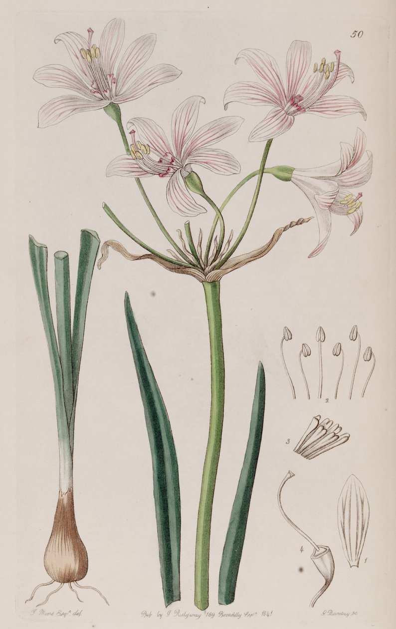 Placea ornata alkotó: Unbekannt