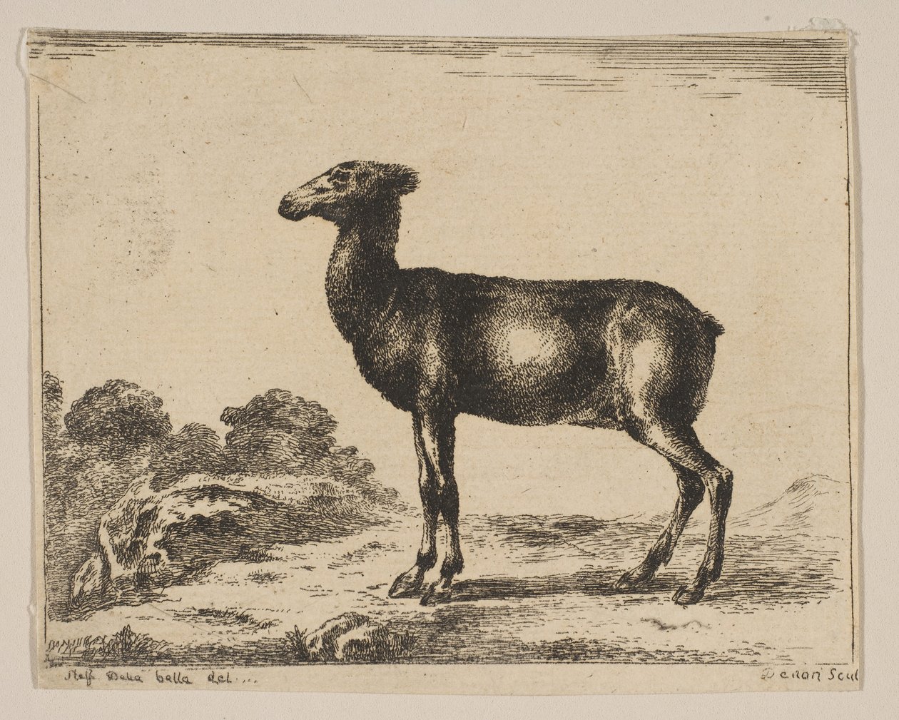 15. tábla: őzike, Különféle állatokból Diversi animali, 1641 után. alkotó: Unbekannt
