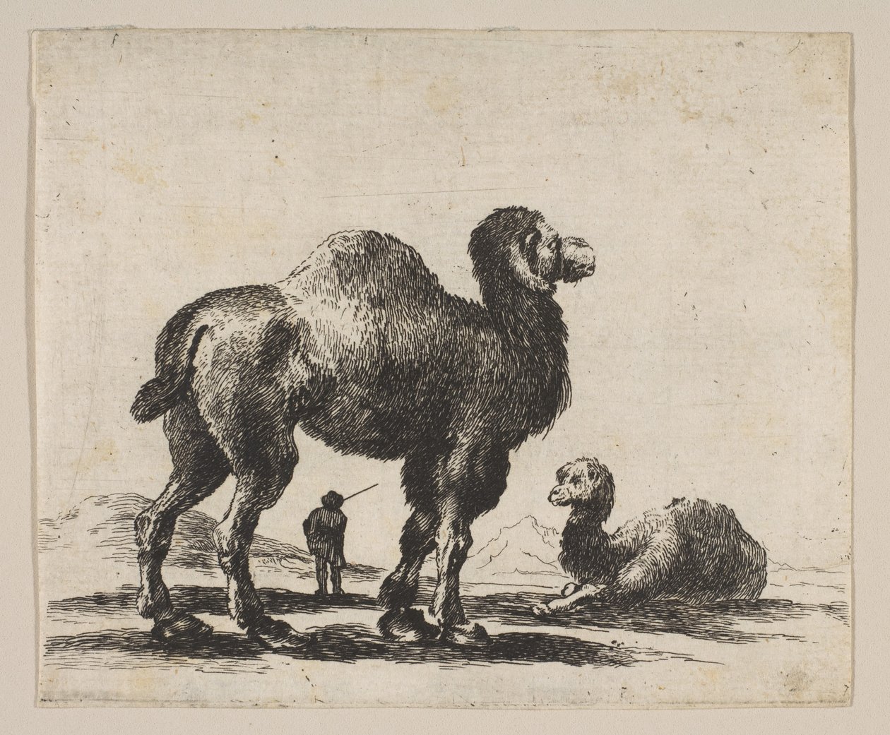 17. tábla: tevék, Különféle állatokból Diversi animali, 1641 után. alkotó: Unbekannt