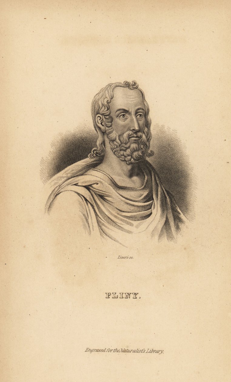 Idősebb Plinius, Gaius Plinius Secundus, római író, természettudós és természetfilozófus, Kr.u. 23-79 alkotó: Unbekannt