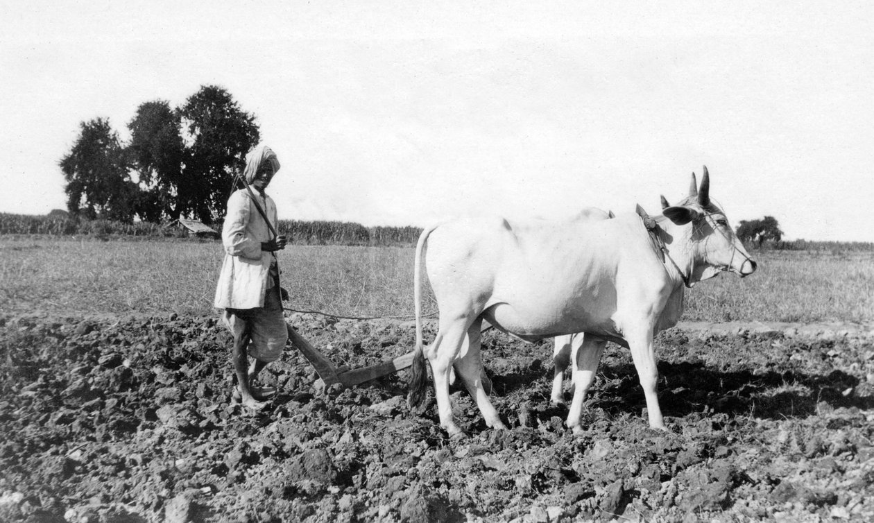 Szántás Indiában, 1917 alkotó: Unbekannt