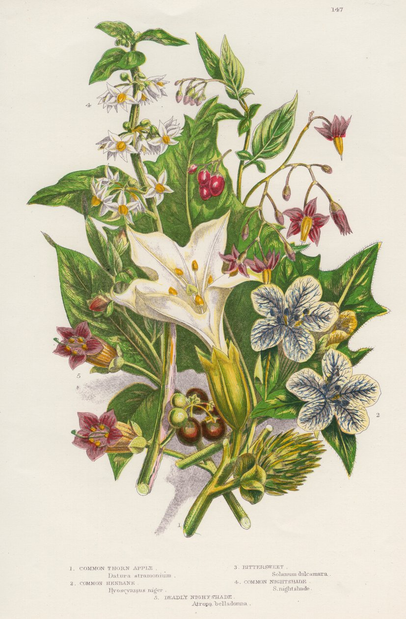 Mérgező növények, c1885 alkotó: Unbekannt