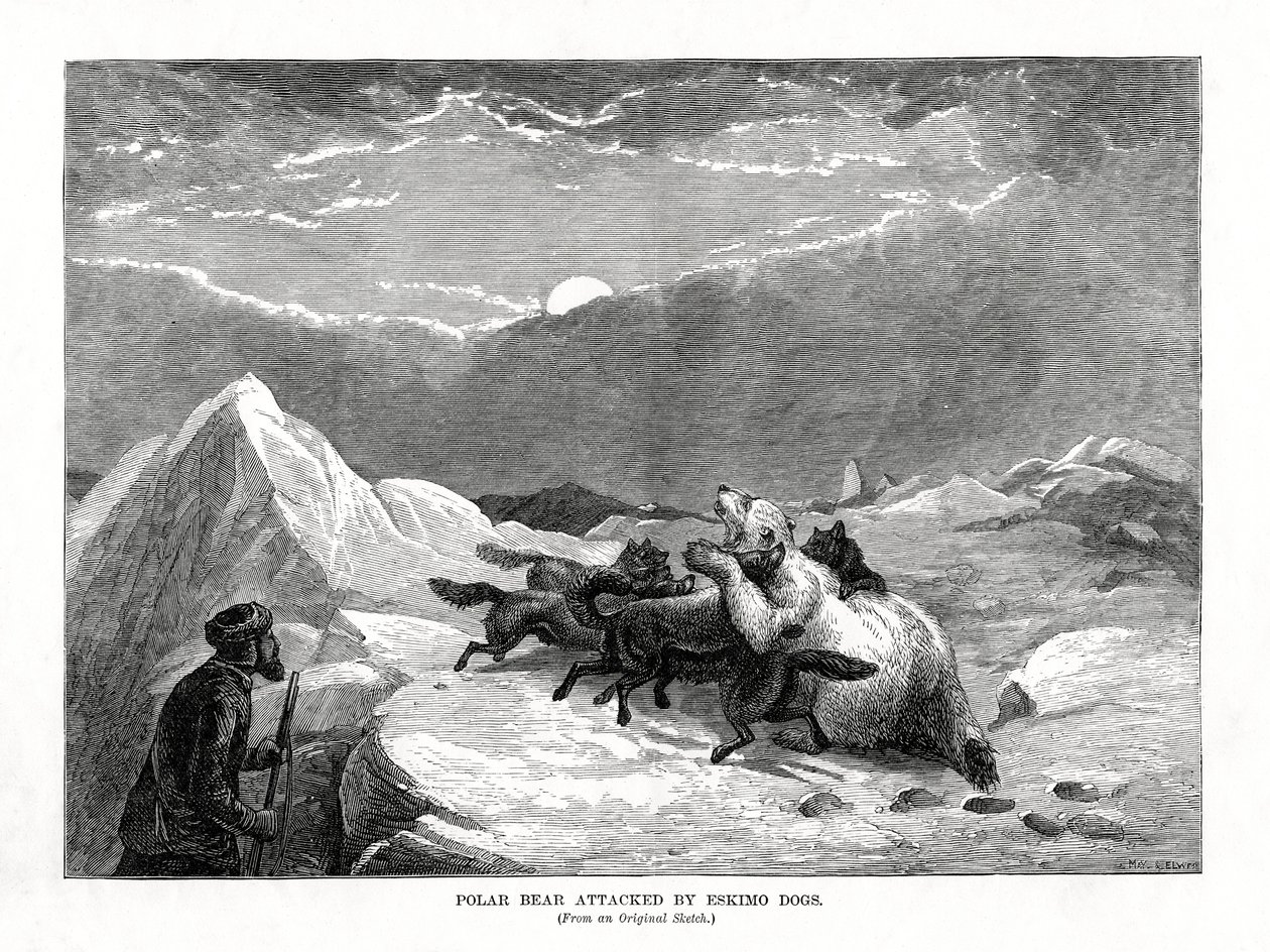 Eszkimó kutyák megtámadták a jegesmedvét, 1877 alkotó: Unbekannt