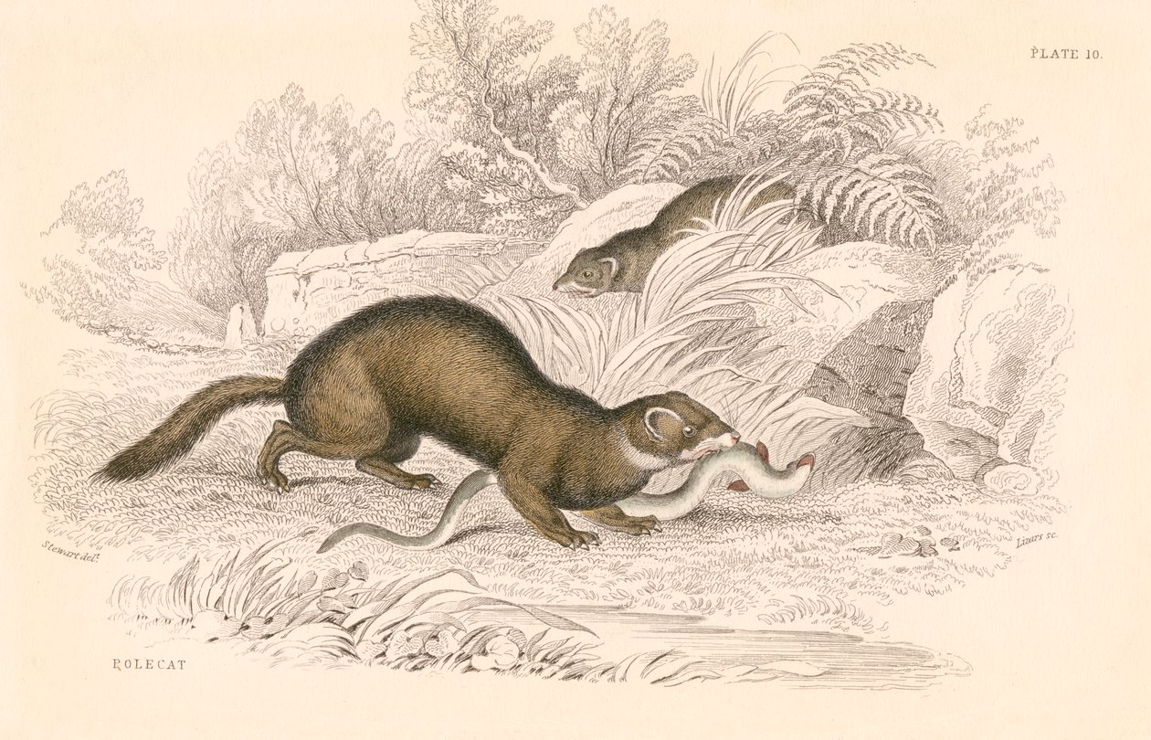 Mustela putorius lengyel macska, a menyétcsalád tagja, 1828 alkotó: Unbekannt