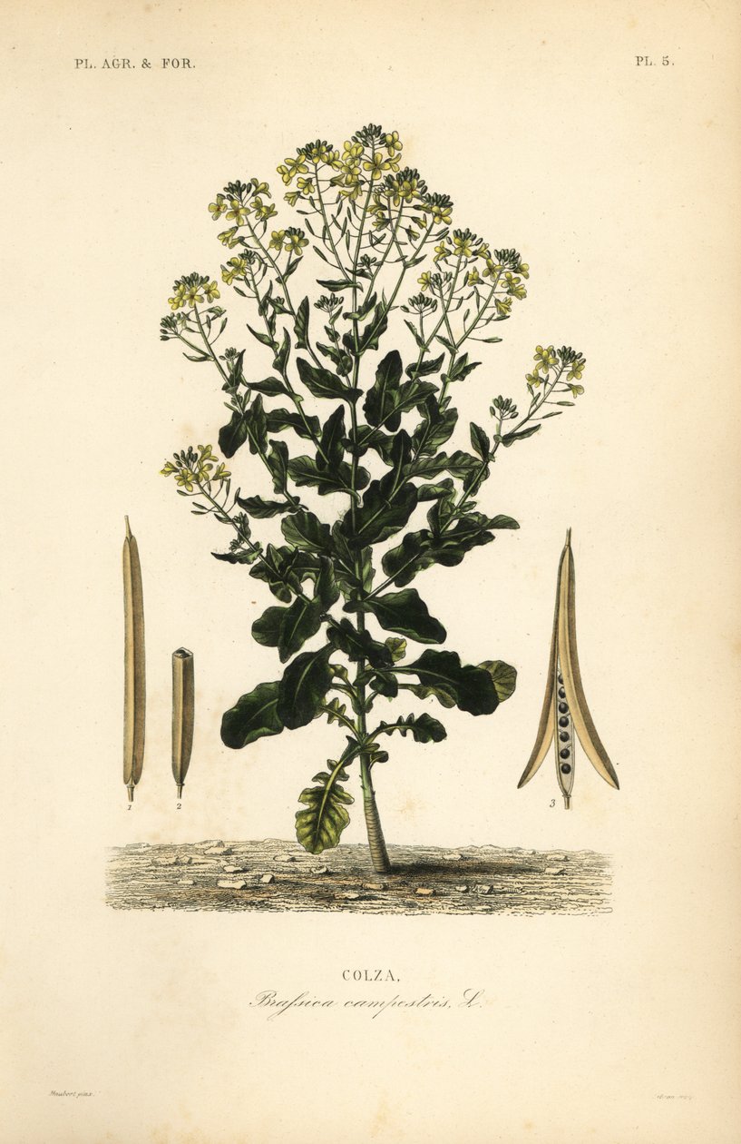 Lengyel repce vagy repceolajos növény, Brassica rapa, Brassica campestris, Colza alkotó: Unbekannt