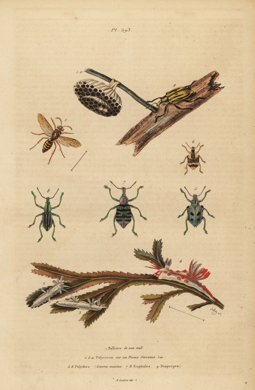 Polistes gallicus, papírdarázs és fészek, kék zsizsik, Eupholus schoenherri, gyökérzsizsik, Diaprepes abbreviatus, Polycera tengeri csigák, Ancula gibbosa, Atlanti ancula, hínáron alkotó: Unbekannt