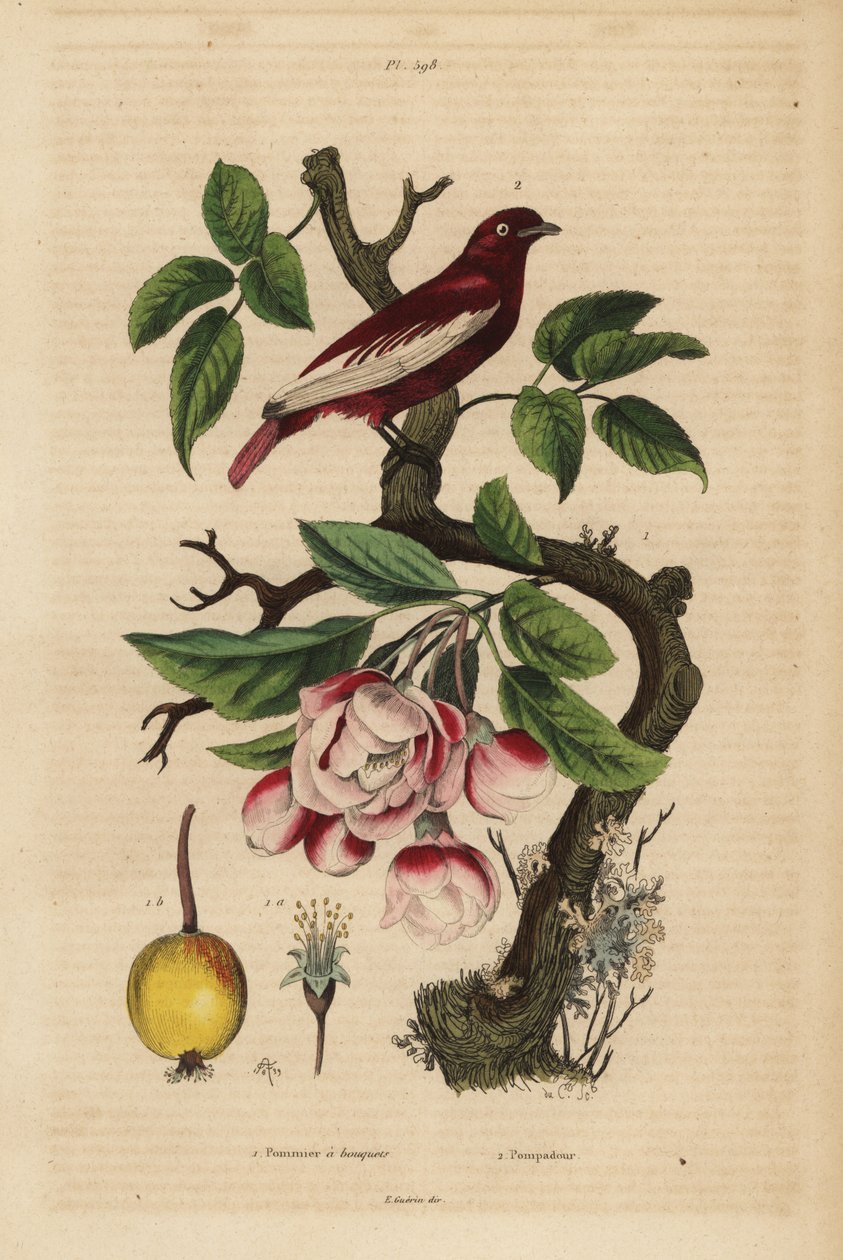 Pompadour cotinga, Xipholena punicea, almafán, Malus pumila, gyümölcs, virág Pompadour és almafa csokrokkal alkotó: Unbekannt