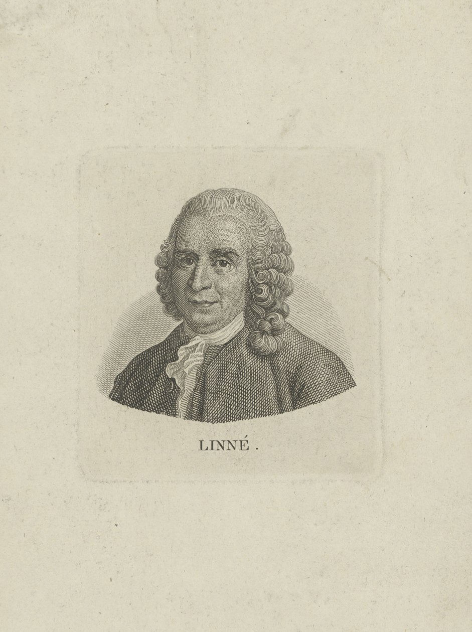 Carl Linnaeus portréja 1707-1778, c. 1780. alkotó: Unbekannt