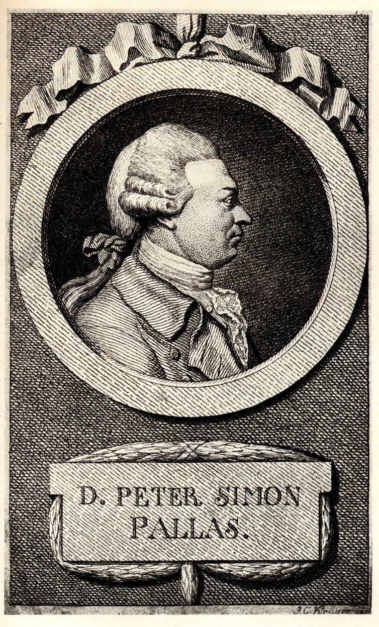 Pallas Péter zoológus és botanikus portréja 1741-1811, XIX. század eleje. alkotó: Unbekannt