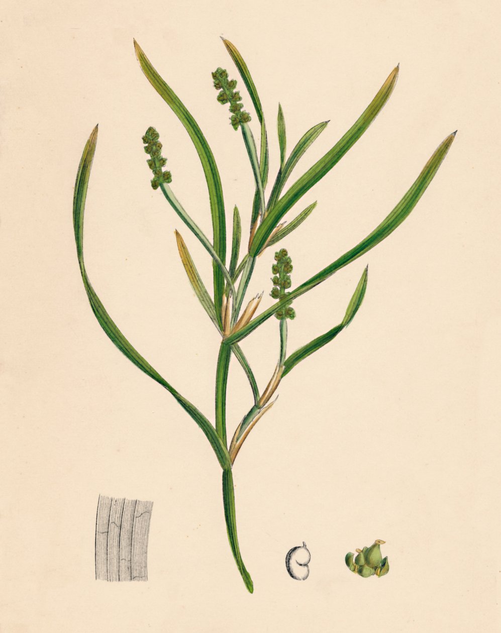 Potamogeton zosterifolius. Pázsitfű-levelű pondweed, 19. század alkotó: Unbekannt