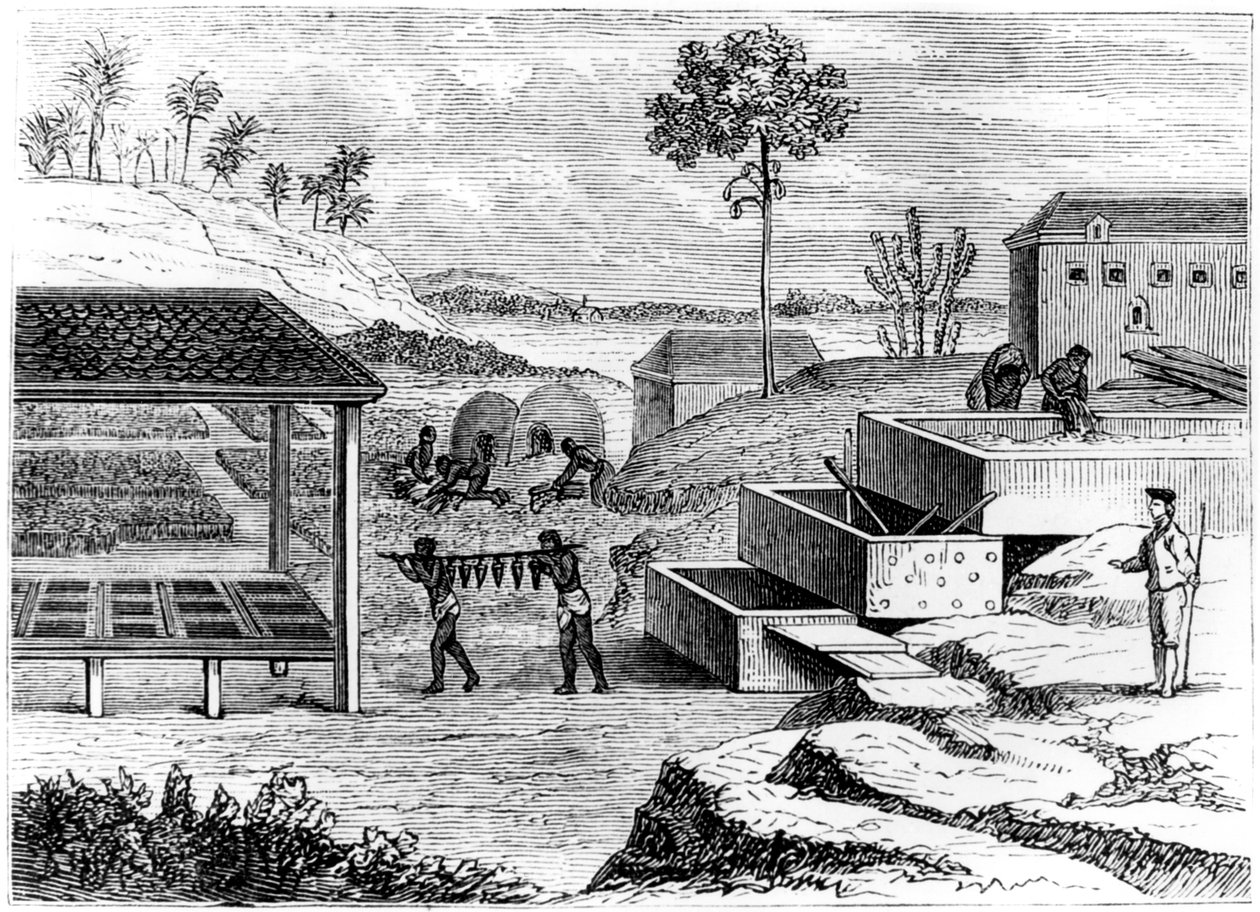 Indigó előkészítése, Santo Domingo, 1873 alkotó: Unbekannt