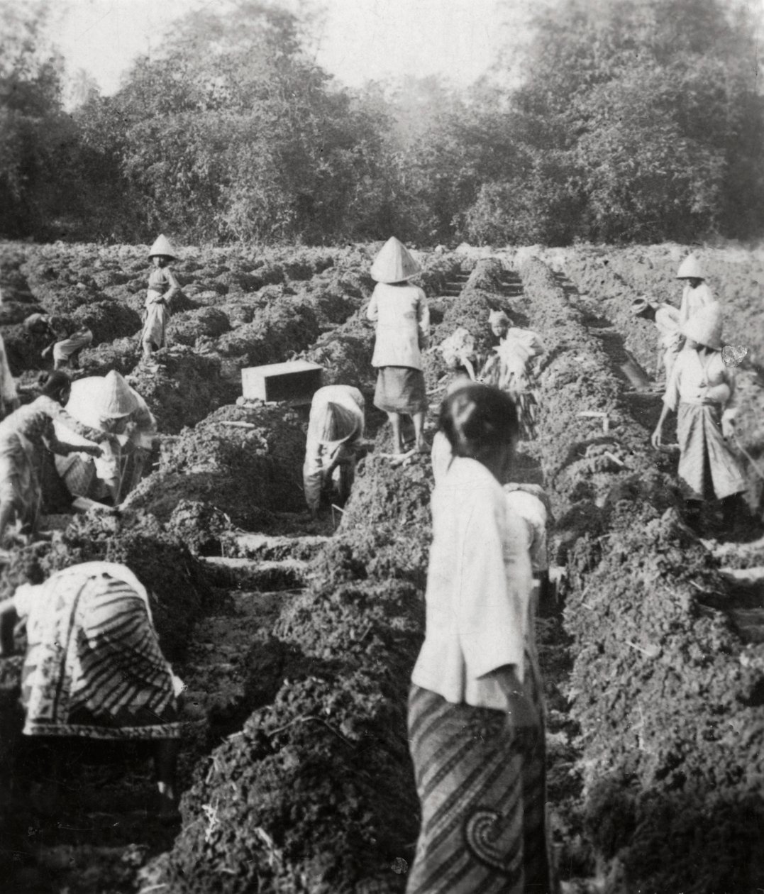 Öntözőcsatornák előkészítése egy cukorültetvényen, Jáva, Holland Kelet-India, 1927 alkotó: Unbekannt