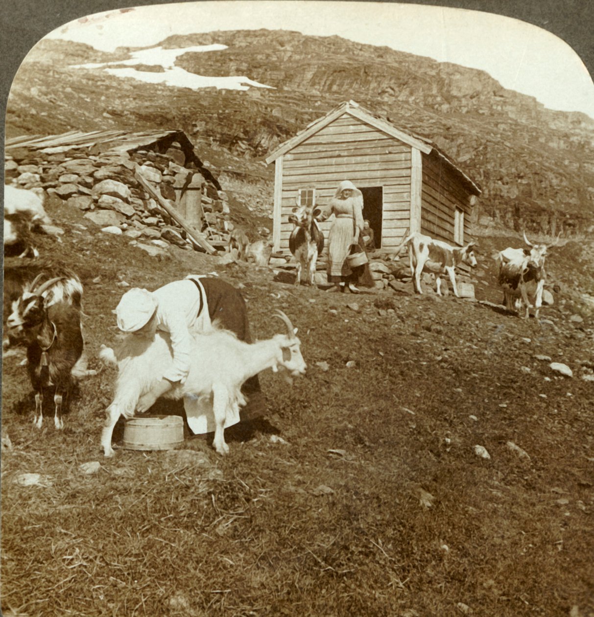 Csinos norvég lányok, akik teheneket és kecskéket gondoznak a Haukeli-hegységben, Norvégia, c1905. alkotó: Unbekannt