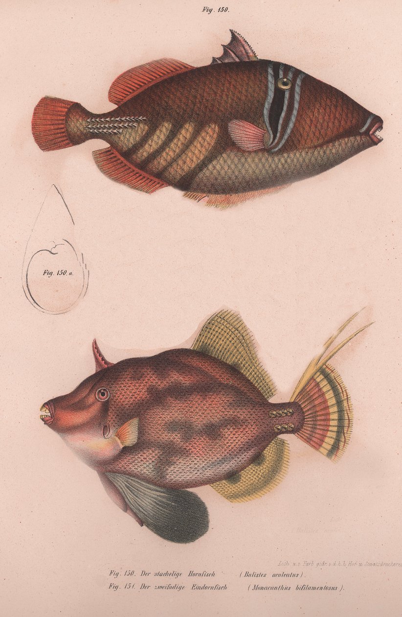 Tüskés kürthal Batistes aculeatus, Monacanthus bifilamentosus, 1850-es évek körül alkotó: Unbekannt