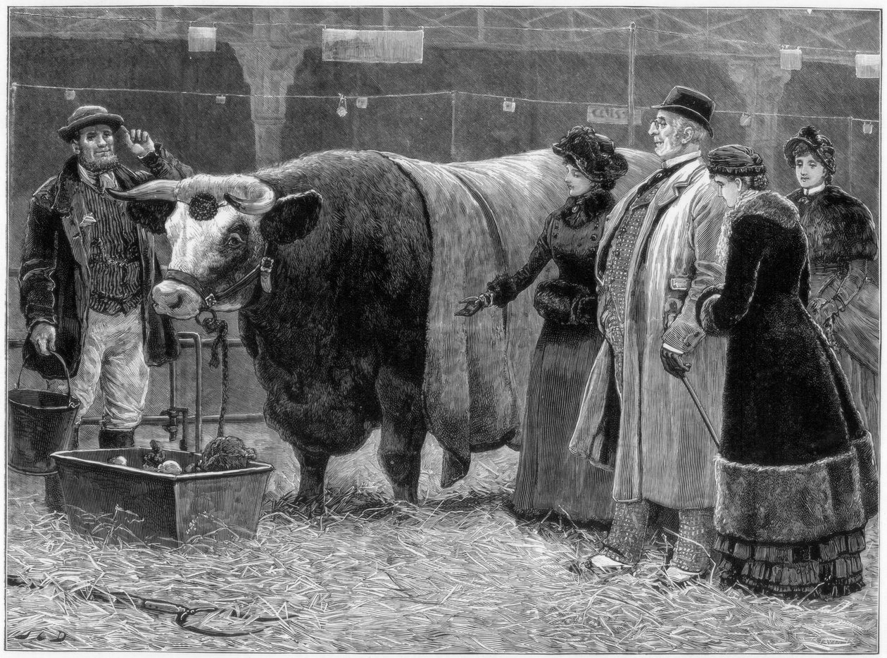 Díjbull, 1883 alkotó: Unbekannt