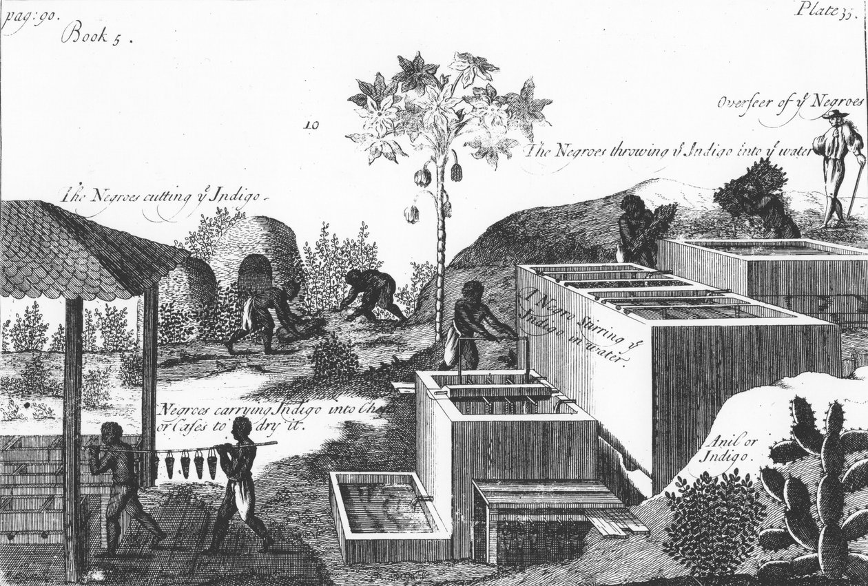 Indigófesték előállítása rabszolgamunkával: Nyugat-India vagy Közép-Amerika, 1725 alkotó: Unbekannt