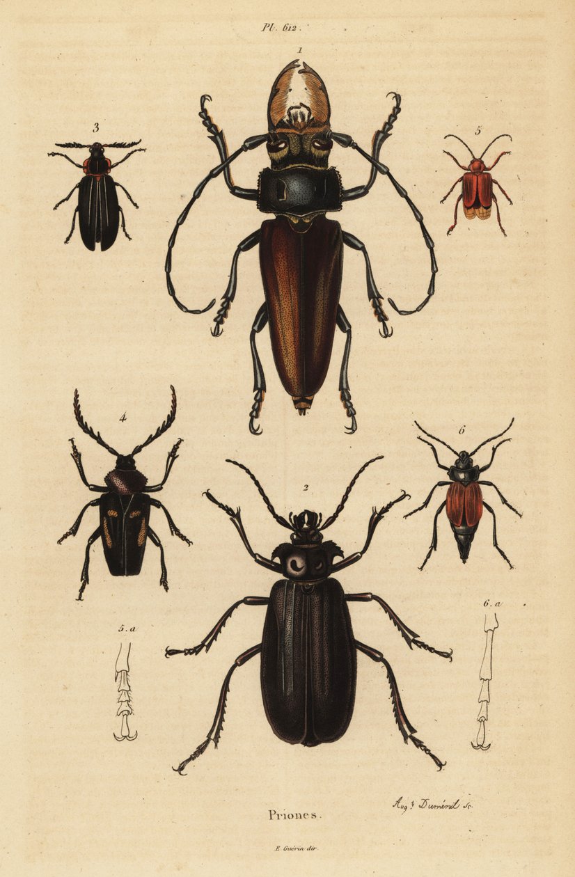Psalidognathus friendii 1, Madre de la Culebra, Acanthinodera cumingii 2, Allocerus dilaticorne 3, Callipogos barbatus 4, Anacolus sanguineus 5 és Prionus flavipennis 6 alkotó: Unbekannt