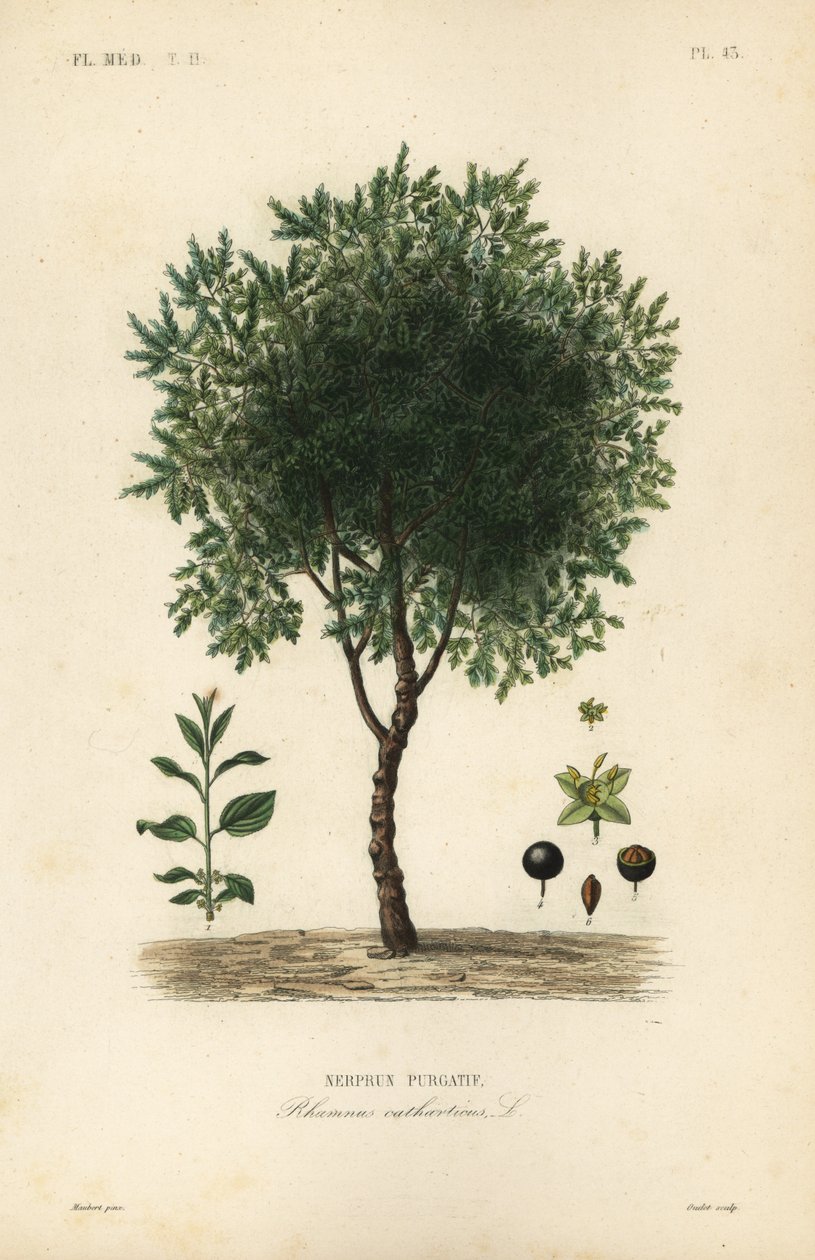 Tisztító homoktövis fa, Rhamnus cathartica, Rhamnus catharticus, Nerprun purgatif alkotó: Unbekannt