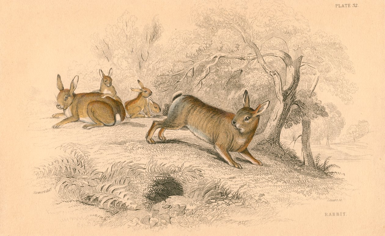 Nyúl Oryctolagus cuniculus, 1828 alkotó: Unbekannt