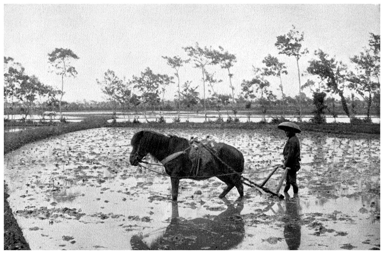 Rizsföld gereblyézése, Japán, 1904 alkotó: Unbekannt