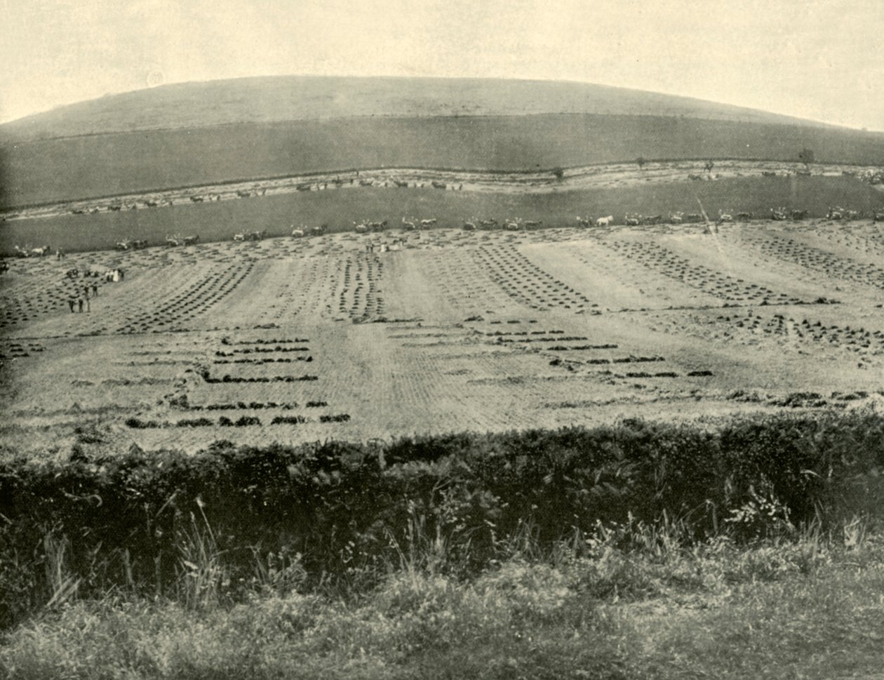 Reaper and Binder Competition, Mount Blowhard, Ballarat közelében, 1901. alkotó: Unbekannt