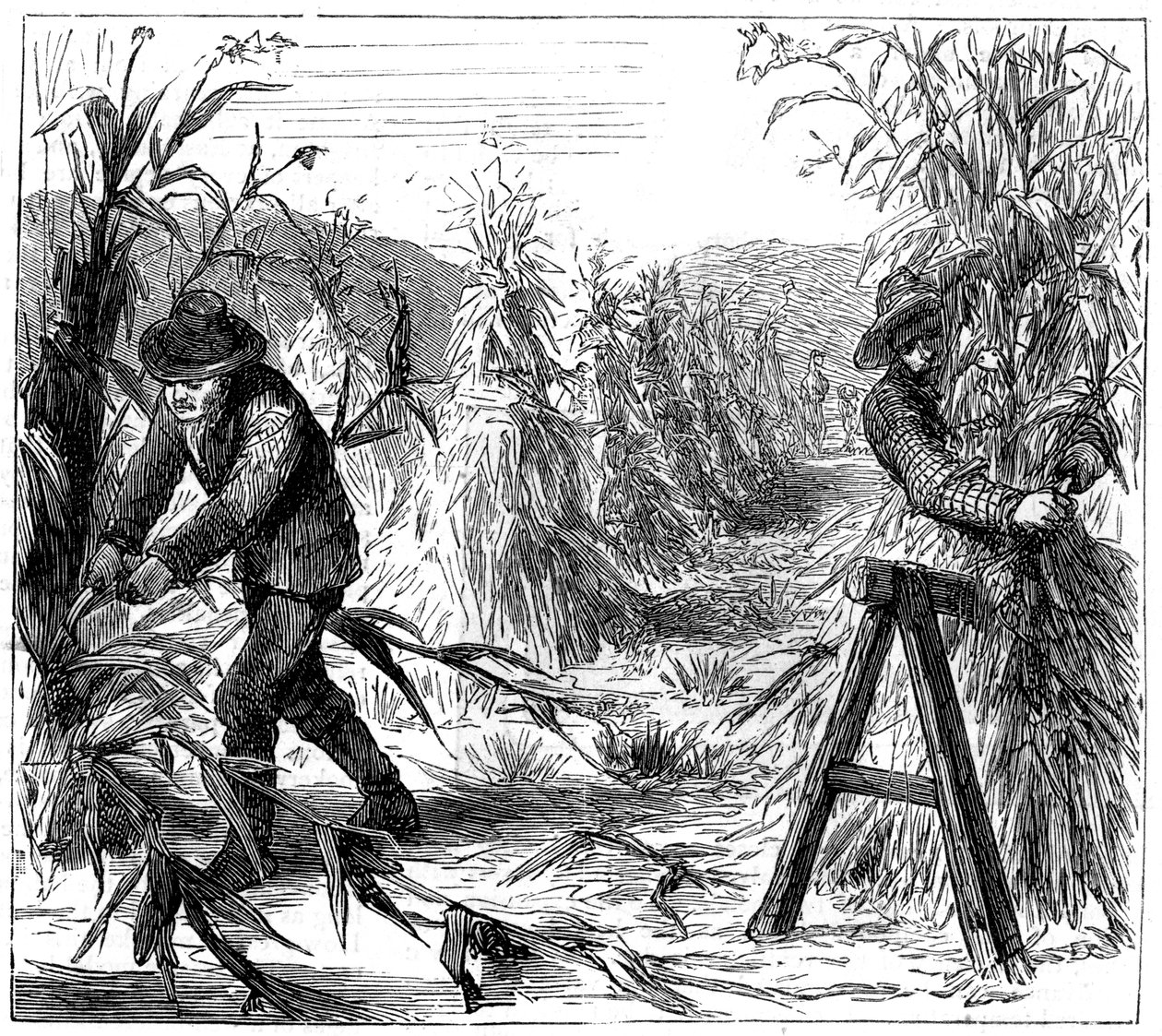 Kukorica betakarítása és kiszárítása, Drie-tó, Kanada, 1880 alkotó: Unbekannt