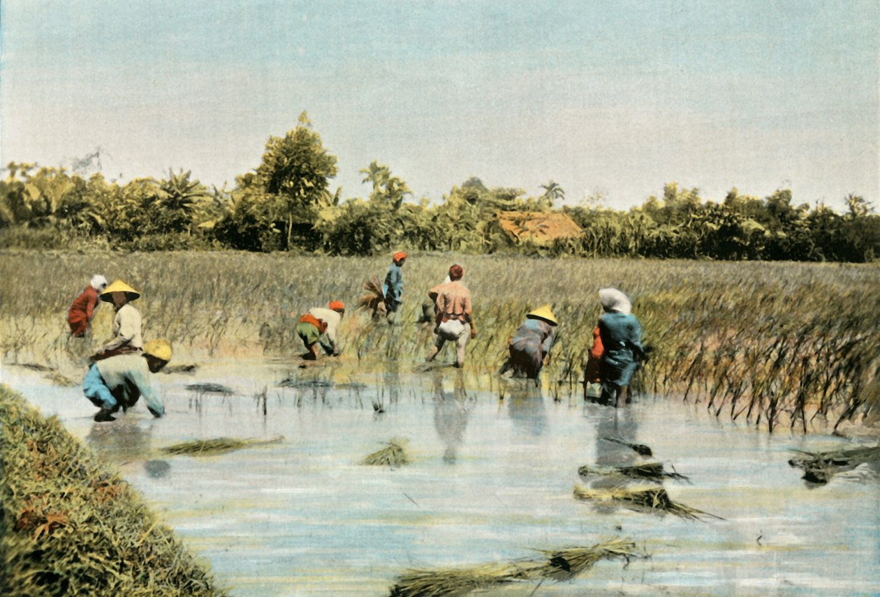 Rizsszüret, 1900. alkotó: Unbekannt