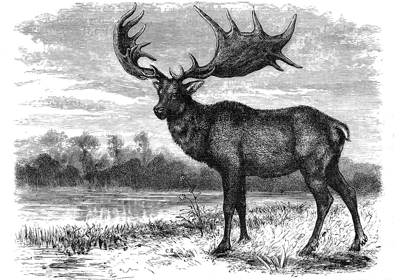 A Megaloceros ír jávorszarvas rekonstrukciója, 1880 alkotó: Unbekannt