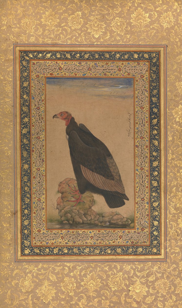 Vörösfejű keselyű, Folio a Shah Jahan albumból, recto és verso: 19. század eleje. alkotó: Unbekannt