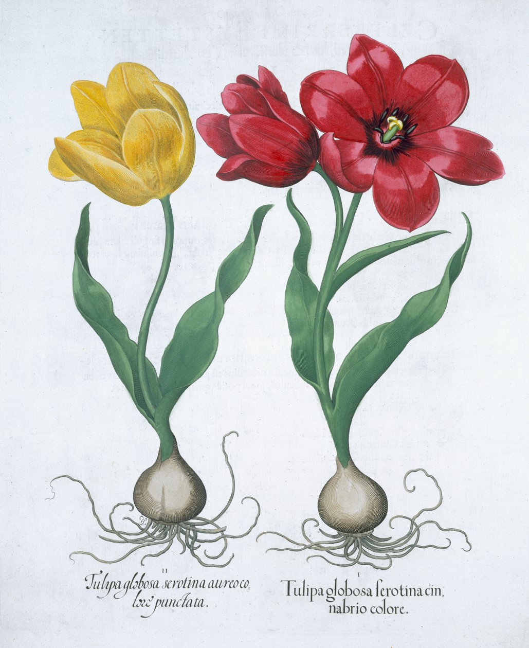 Piros és sárga tulipán, 1613 alkotó: Unbekannt