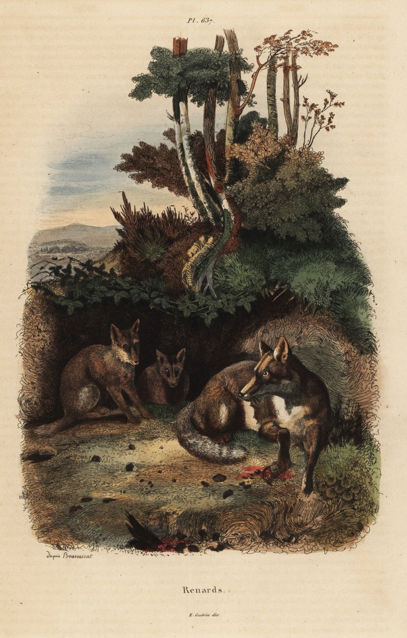 Vörös rókák, Vulpes vulpes, barlangon kívül alkotó: Unbekannt