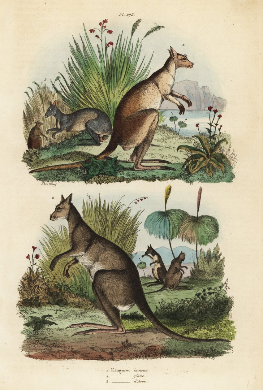 Vörös kenguru, Macropus rufus 1, keleti szürke kenguru, Macropus giganteus 2 és szürkületi falvak, Thylogale brunii 3 alkotó: Unbekannt