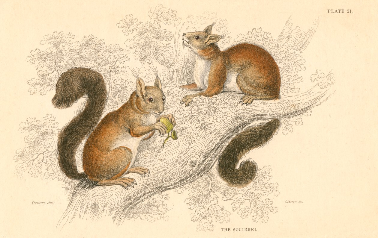 Vörös mókus Sciurus vulgaris, fán élő rágcsáló, amely Európában és Ázsiában őshonos, 1828 alkotó: Unbekannt