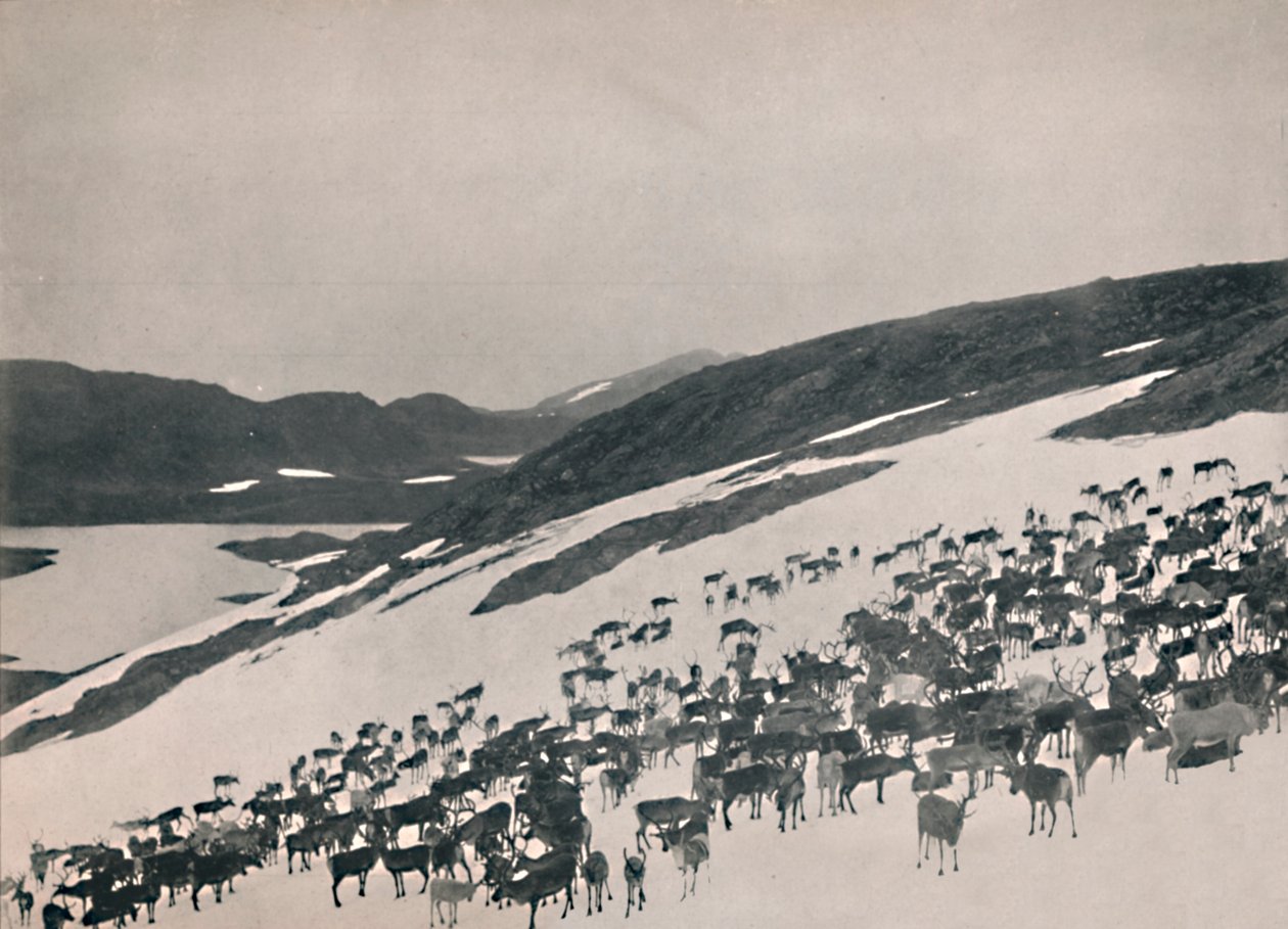 Rénszarvas a hegyekben, 1914. alkotó: Unbekannt