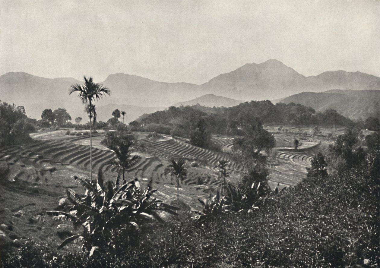 Teraszos rizsföldek, 1926 alkotó: Unbekannt