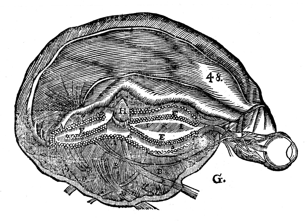 Rene Descartes diagramja az emberi agyról és a szemről, 1692 alkotó: Unbekannt