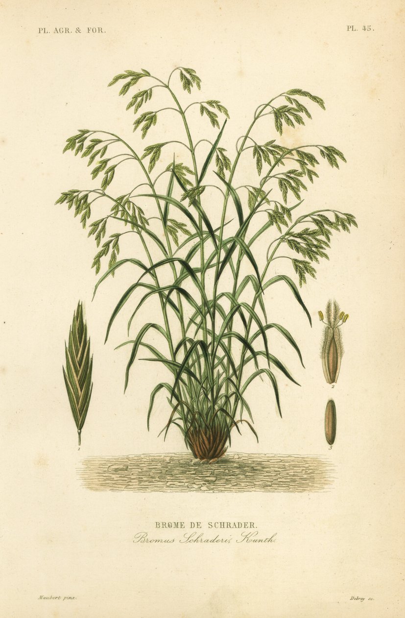 Rescuegrass, vagy Schrader-féle bromegrass, Bromus catharticus, Bromus schraderi, Brome de Schrader alkotó: Unbekannt