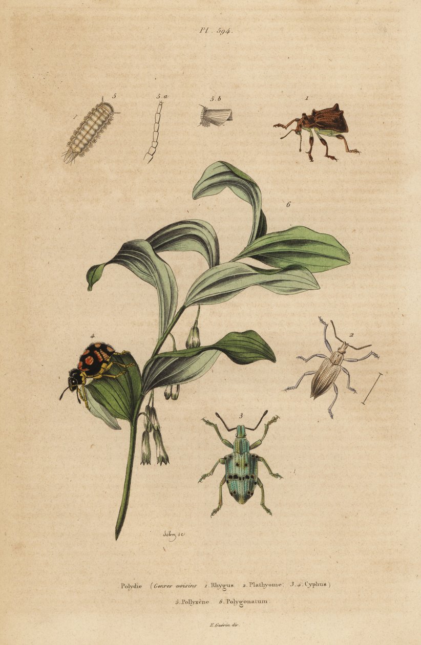 Rhigus, Platyoma és Cyphus zsizsik, sörtéjű százlábú, Polyxenus lagers és Salamon királypecsét, Polygonatum odoratum alkotó: Unbekannt